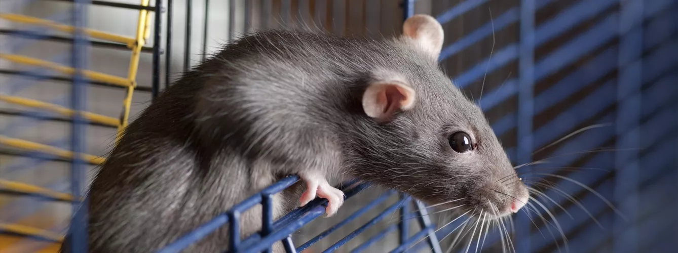 ¿Cómo mantener a las ratas fuera de tu casa? Consejos de un experto