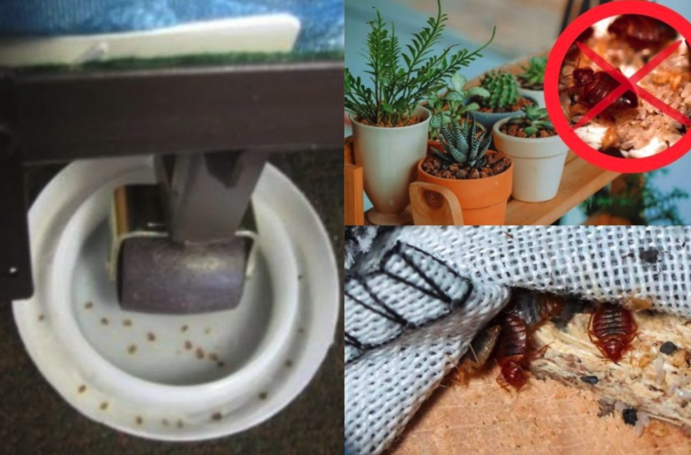 Cómo evitar la presencia de chinches en casa si vives en Alcorcón