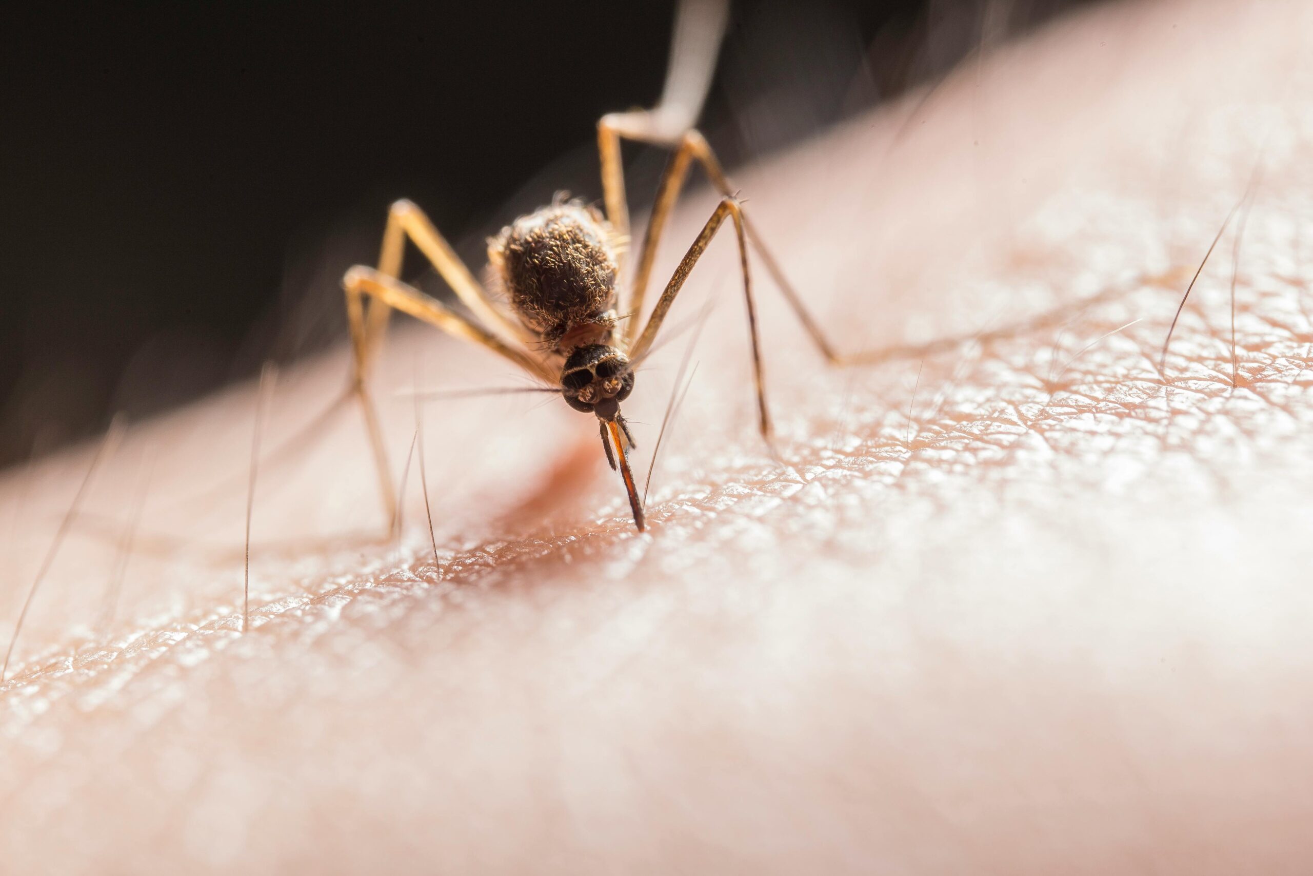 Invasión de mosquitos en Alcorcón: causas y cómo proteger tu hogar este verano