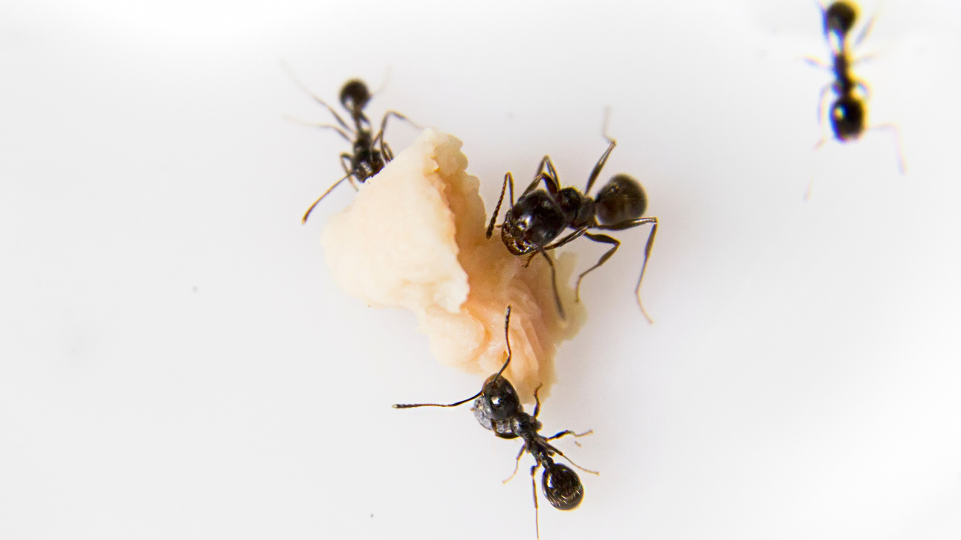 Verano en Alcorcón: evita plagas de cucarachas, hormigas y mosquitos con estas recomendaciones
