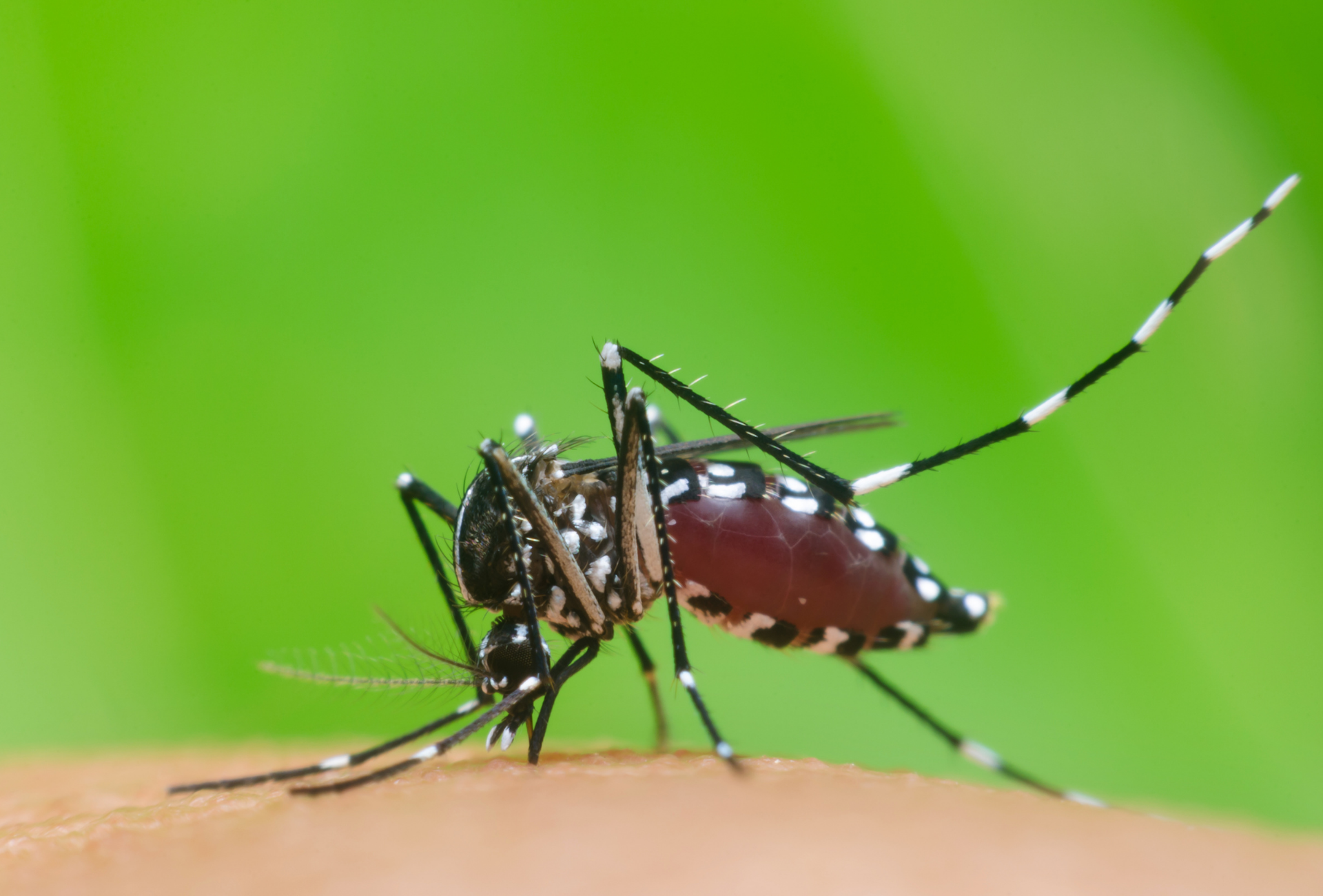 Mosquito tigre en Alcorcón: impacto en zonas urbanas y comercios locales