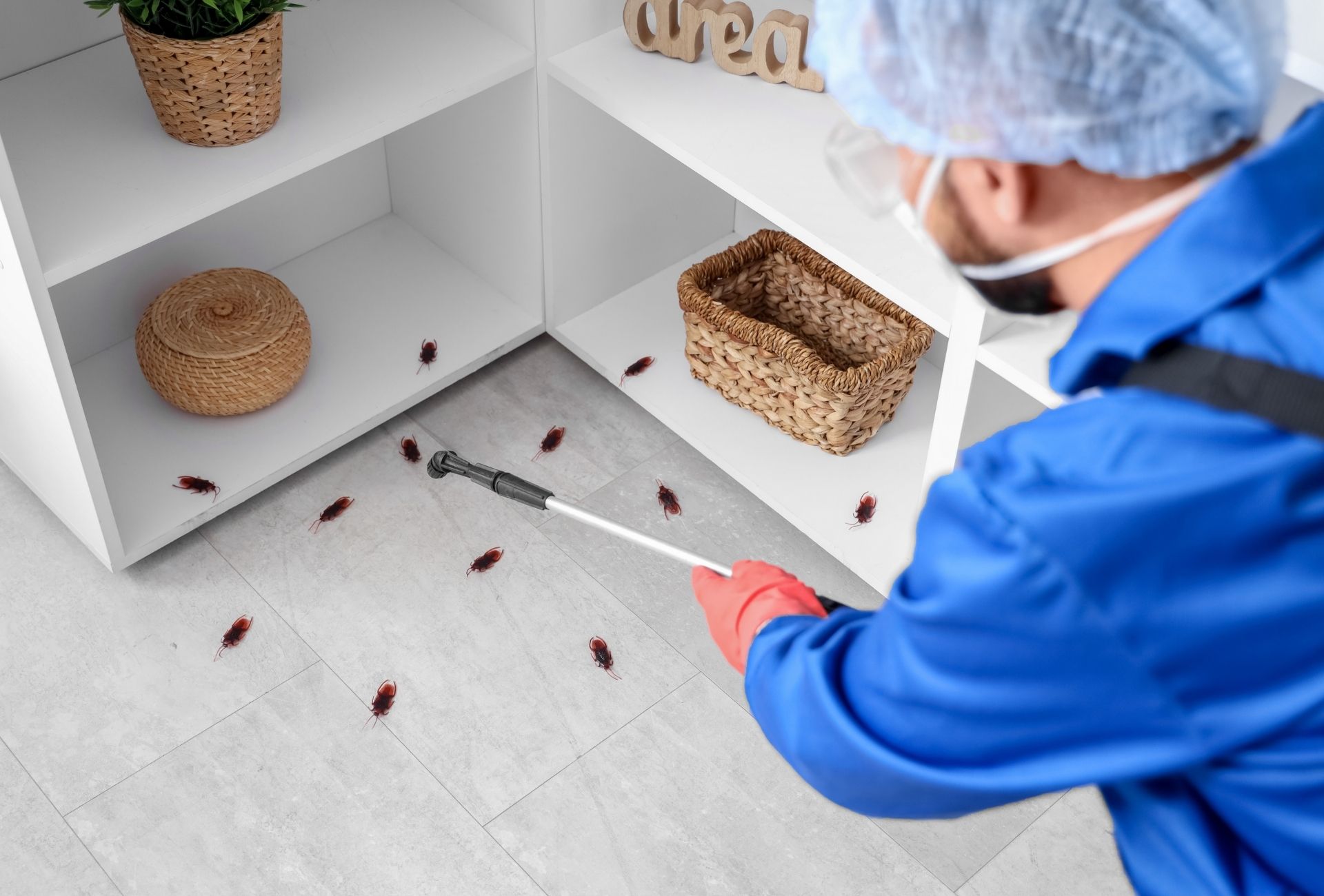 Desinfección de plagas en Alcorcón: servicio urgente y prevención en viviendas, comunidades y negocios